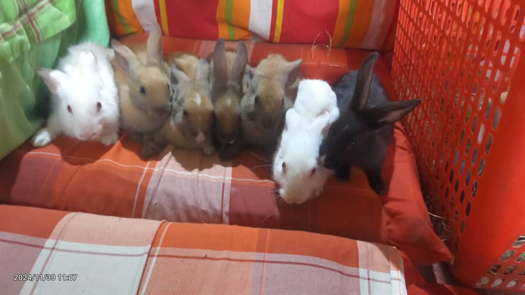 Angora plus new Zealand bunnies 1