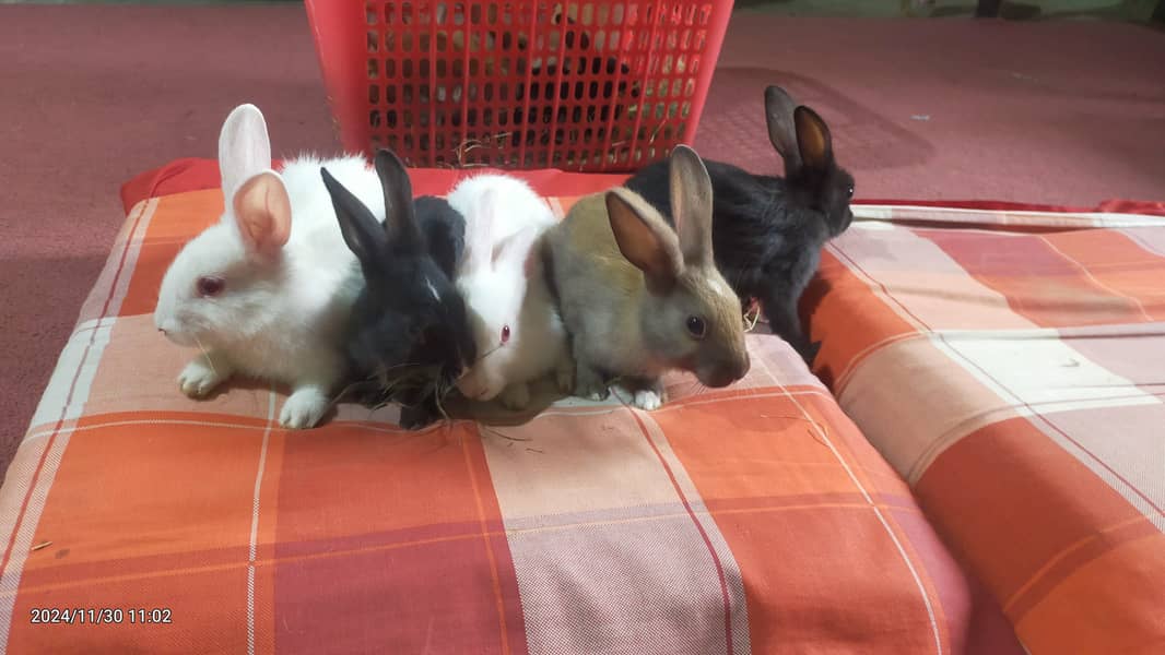 Angora plus new Zealand bunnies 8