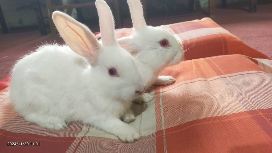 Angora plus new Zealand bunnies 9