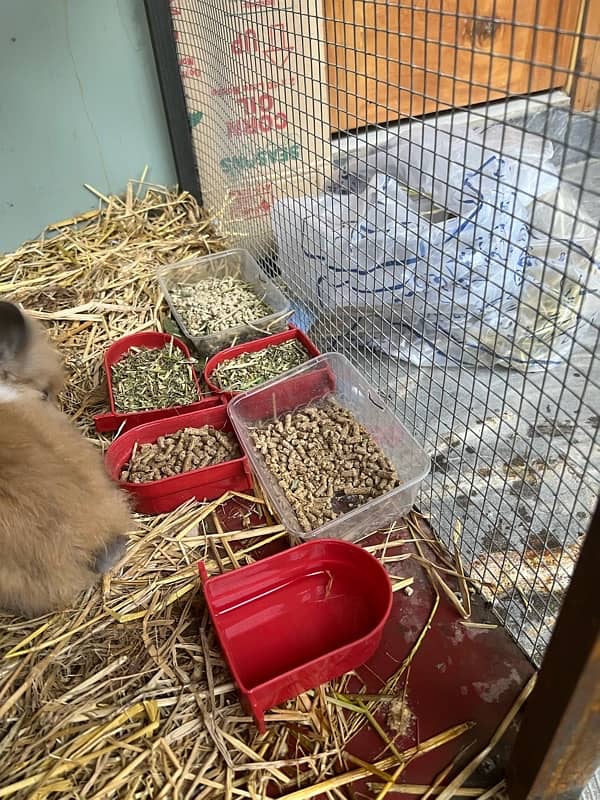 Rabbit | Dwarf Teddy Bear| Baby Rabbits | Cage | iron cage | feed 3