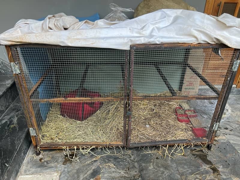 Rabbit | Dwarf Teddy Bear| Baby Rabbits | Cage | iron cage | feed 5