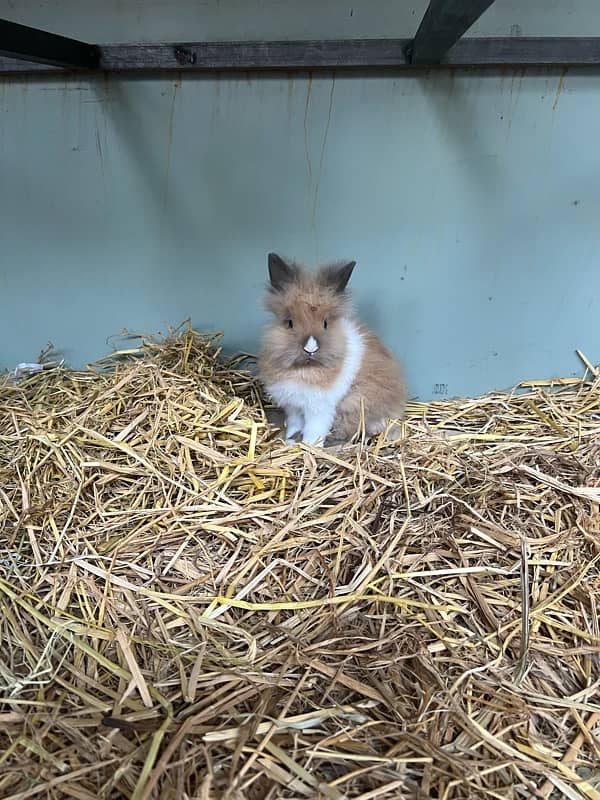 Rabbit | Dwarf Teddy Bear| Baby Rabbits | Cage | iron cage | feed 6