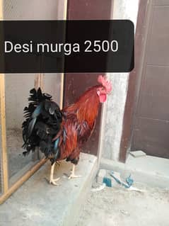 1 desi murga age 8.5 month