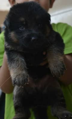 German Shepherd Long Cot Female Pupps Top quality Healthy and Active