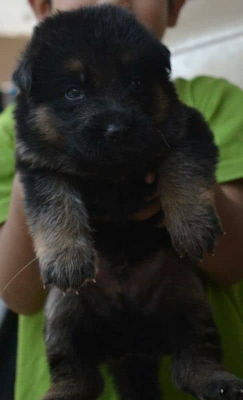 German Shepherd Long Cot Female Pupps Top quality Healthy and Active 0