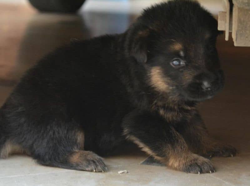 German Shepherd Long Cot Female Pupps Top quality Healthy and Active 1