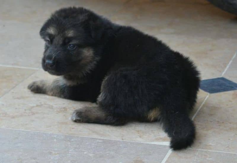 German Shepherd Long Cot Female Pupps Top quality Healthy and Active 2