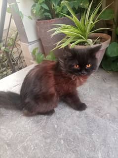 Black Male 8 months old Persian cat