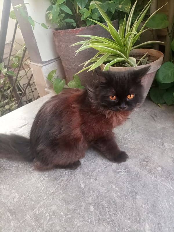 Black Male 8 months old Persian cat 0