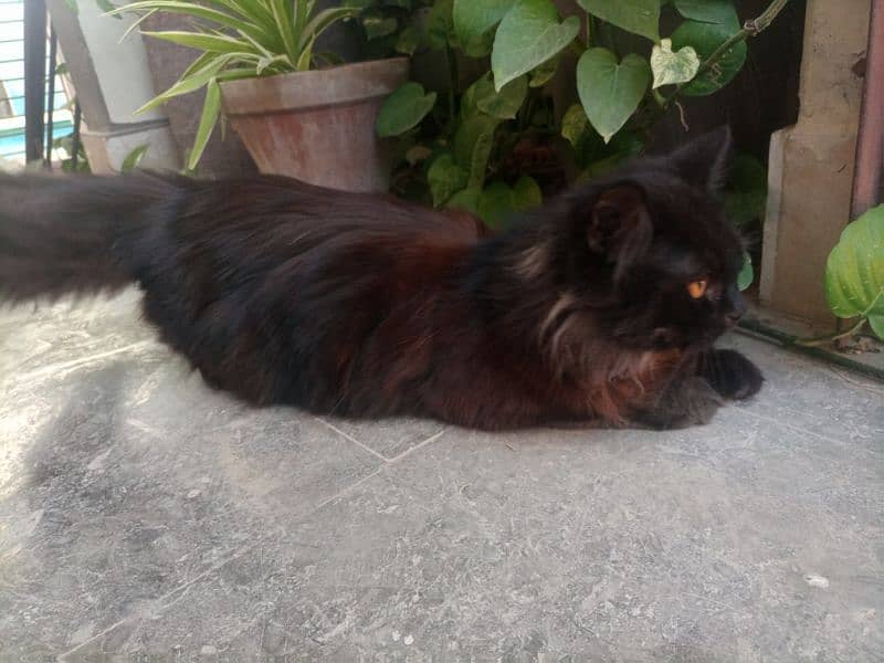 Black Male 8 months old Persian cat 1