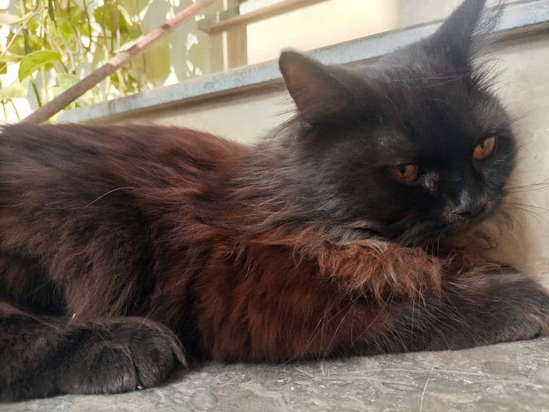 Black Male 8 months old Persian cat 2