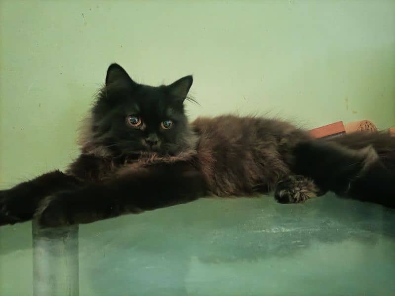 Black Male 8 months old Persian cat 3