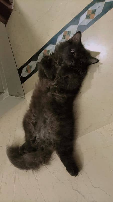 Black Male 8 months old Persian cat 6