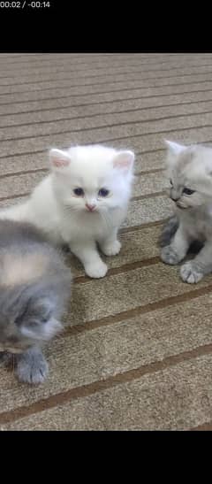 Persian Punch face Cat Kittens