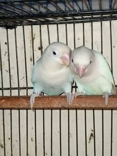 Love Birds (Home Breed) Ready to Breed pairs.