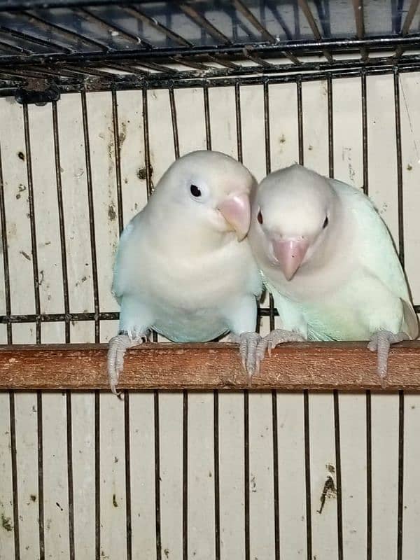 Love Birds (Home Breed) Ready to Breed pairs. 0