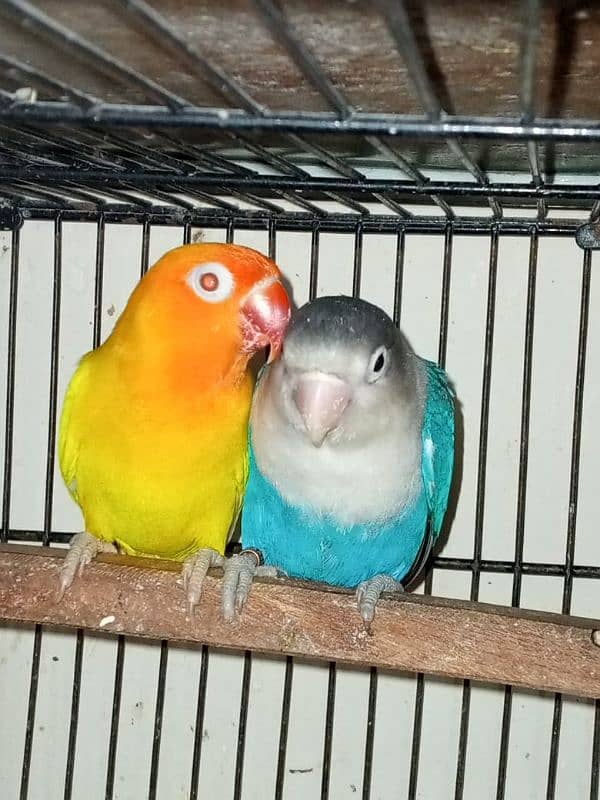 Love Birds (Home Breed) Ready to Breed pairs. 1