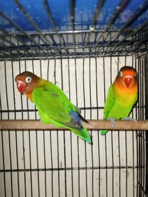 Love Birds (Home Breed) Ready to Breed pairs. 2