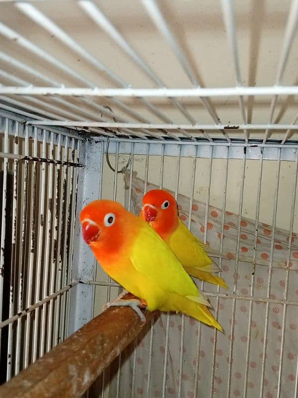 Love Birds (Home Breed) Ready to Breed pairs. 3