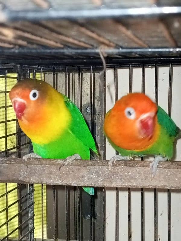 Love Birds (Home Breed) Ready to Breed pairs. 4