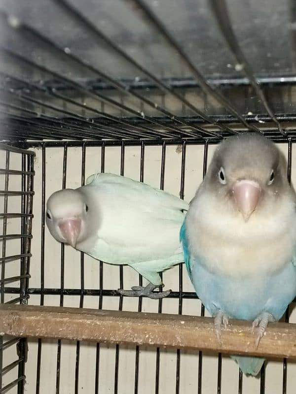 Love Birds (Home Breed) Ready to Breed pairs. 5