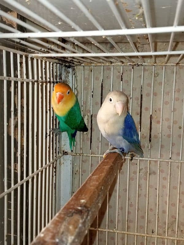 Love Birds (Home Breed) Ready to Breed pairs. 6