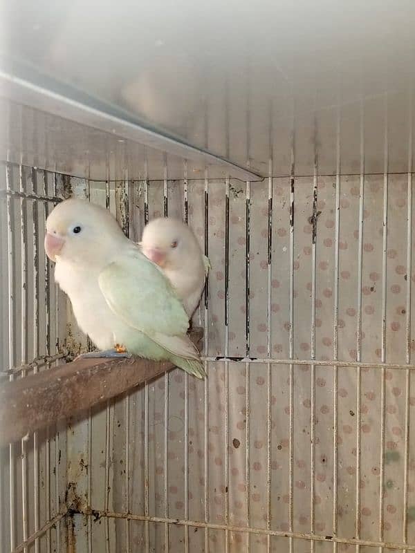 Love Birds (Home Breed) Ready to Breed pairs. 7