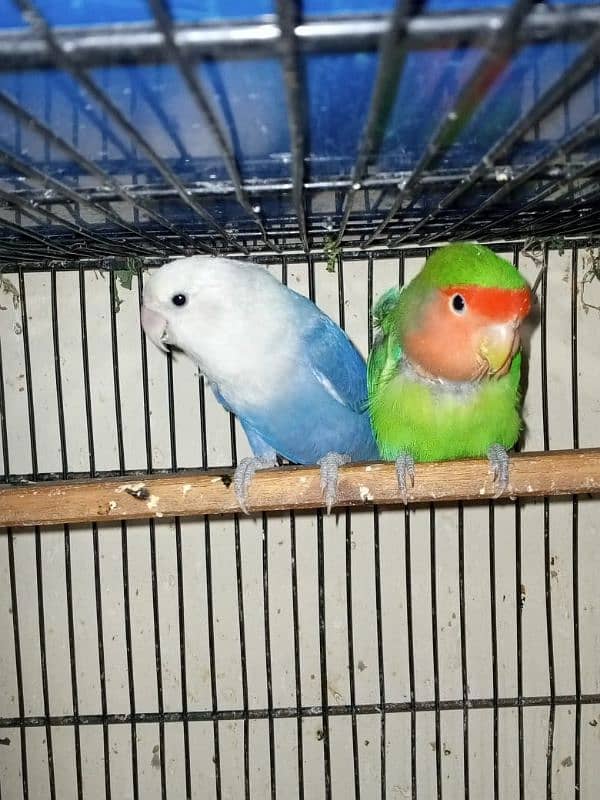 Love Birds (Home Breed) Ready to Breed pairs. 8