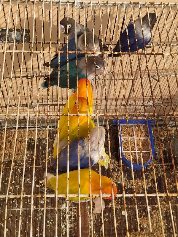 Love Birds (Home Breed) Ready to Breed pairs. 15