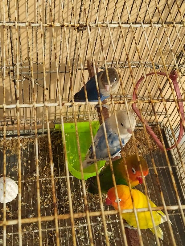 Love Birds (Home Breed) Ready to Breed pairs. 16