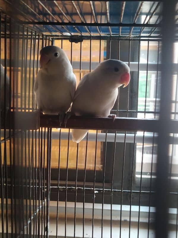 Love Birds (Home Breed) Ready to Breed pairs. 17