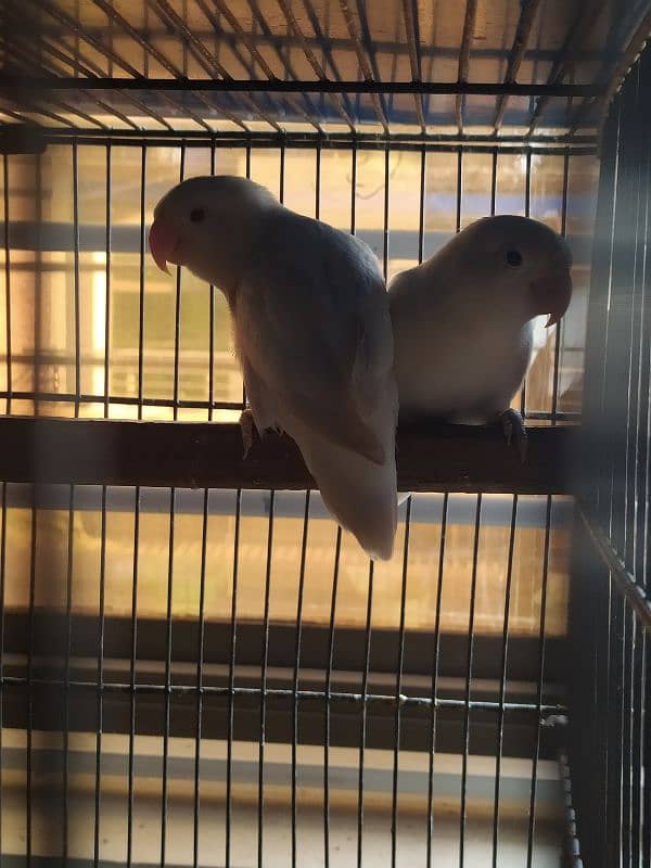 Love Birds (Home Breed) Ready to Breed pairs. 18