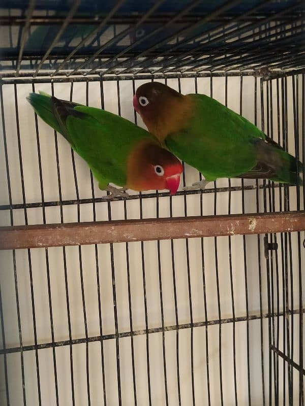 Love Birds (Home Breed) Ready to Breed pairs. 19