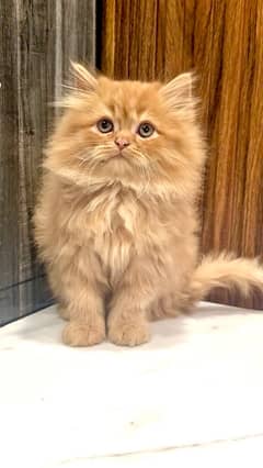 Punched face , extra triple coated , Ginger & Fawn kittens for sale