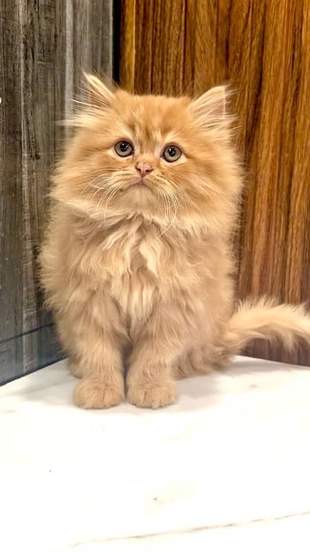 Punched face , extra triple coated , Ginger & Fawn kittens for sale 0