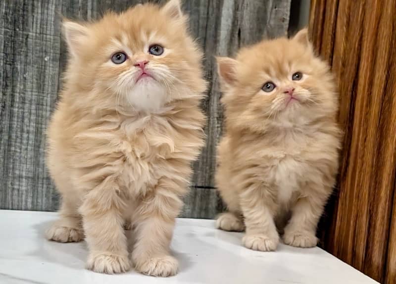 Punched face , extra triple coated , Ginger & Fawn kittens for sale 1