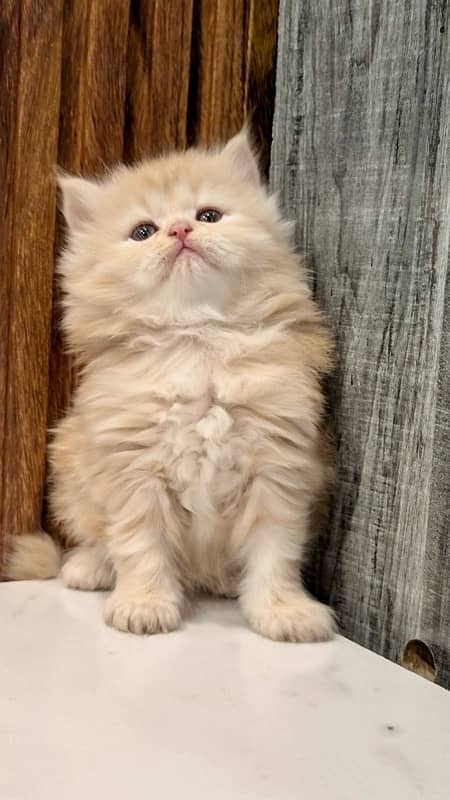 Punched face , extra triple coated , Ginger & Fawn kittens for sale 2