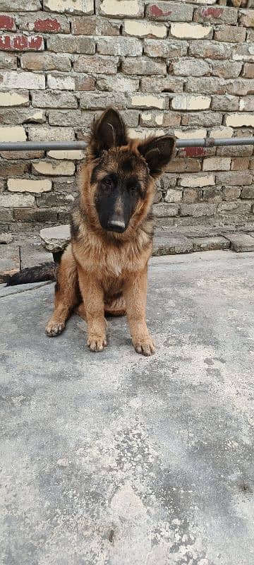 germen shepherd male age 5 month vaccine complete 0