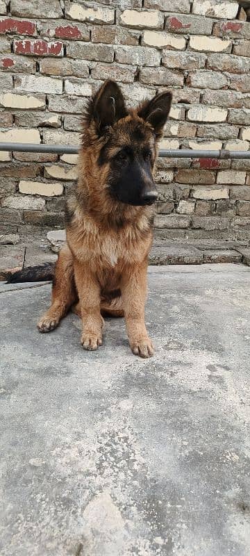 germen shepherd male age 5 month vaccine complete 1