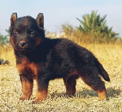 German  Shepherd puppies for sale