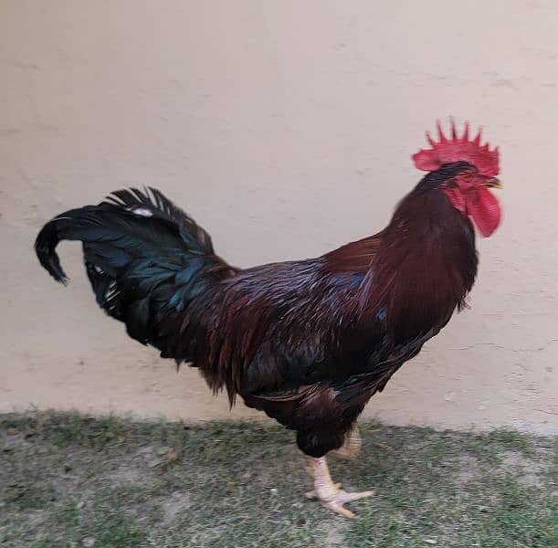 RIR Heritage Rooster (Murgha) 0