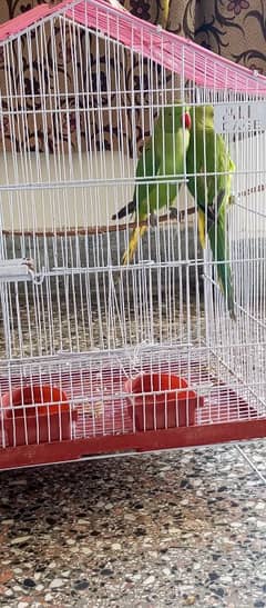 9 month old pair of Ring parrot with cage