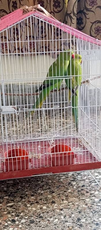 9 month old pair of Ring parrot with cage 1