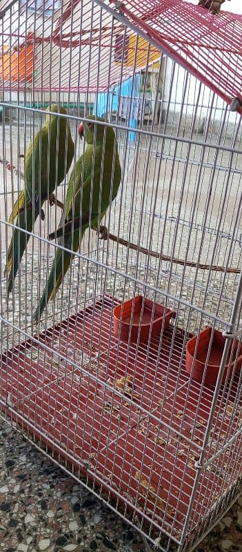 9 month old pair of Ring parrot with cage 2