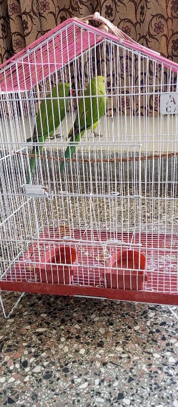 9 month old pair of Ring parrot with cage 3