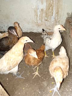 Golden misri chicks for sale