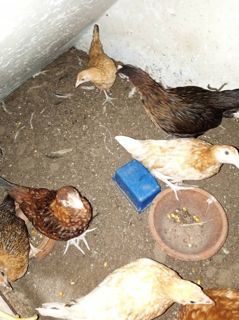 Golden misri chicks for sale 1