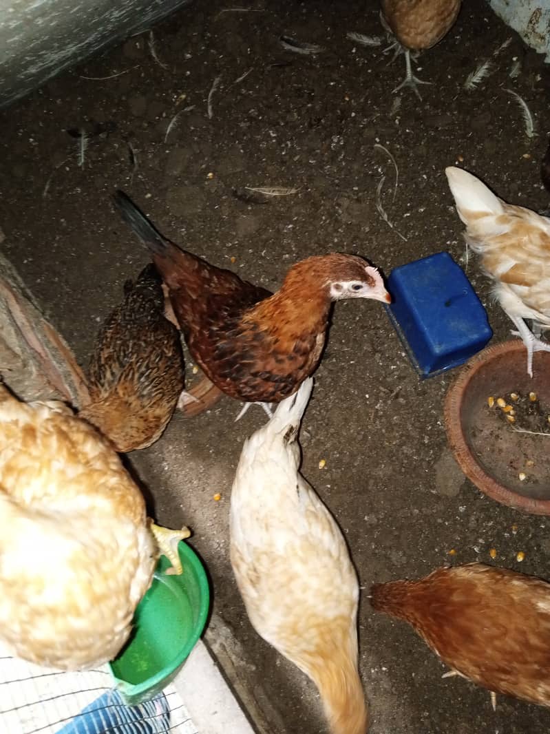 Golden misri chicks for sale 2