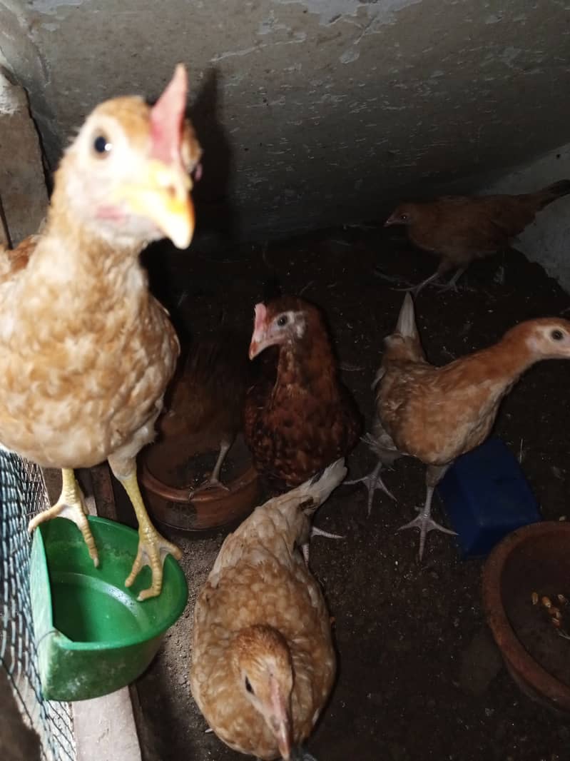 Golden misri chicks for sale 3