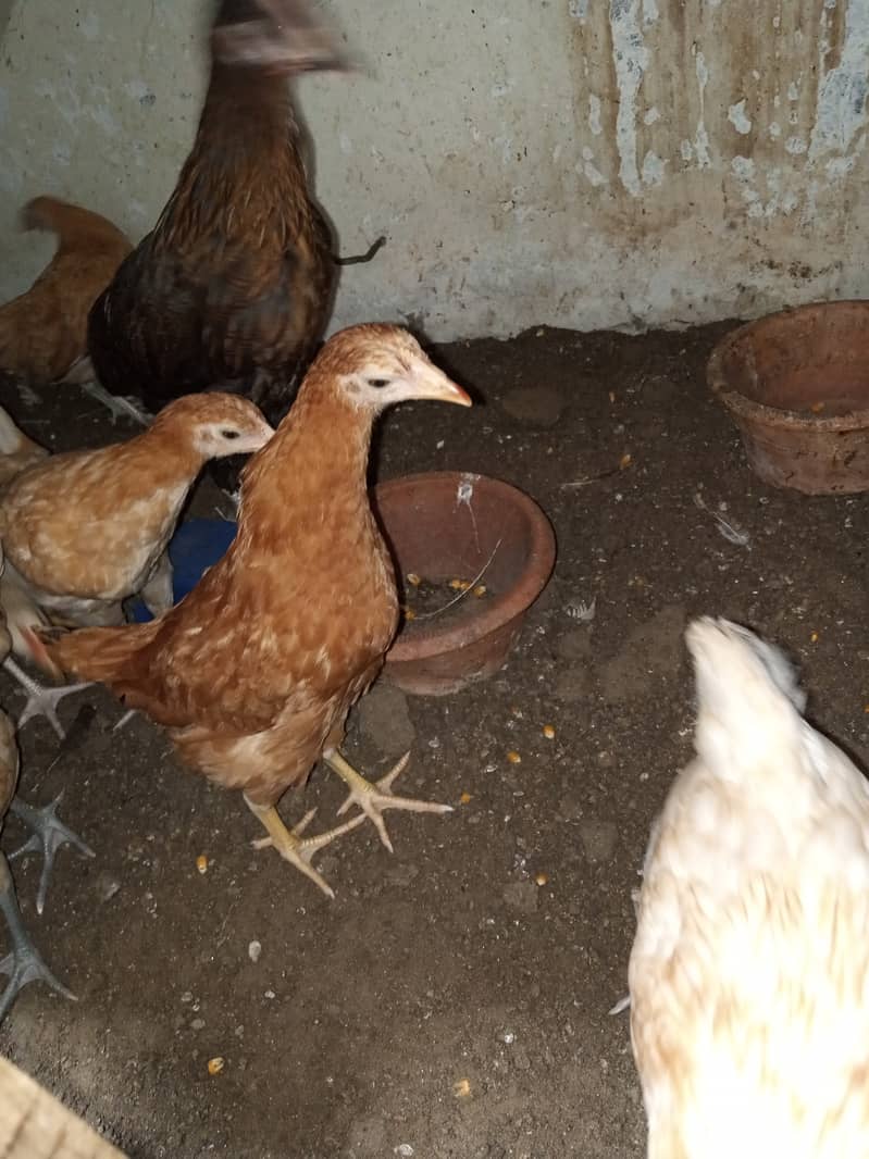 Golden misri chicks for sale 4